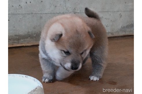 成約済の秋田県の柴犬-316952の3枚目